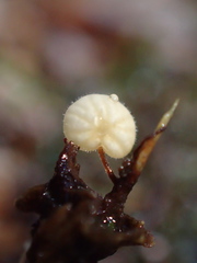 Gloiocephala