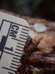 Gloiocephala