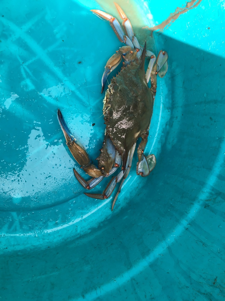 Atlantic Blue Crab from Lake Palourde, City, LA, US on October 3