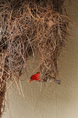 Anaplectes rubriceps rubriceps