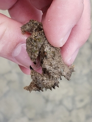 Pilumnus vespertilio