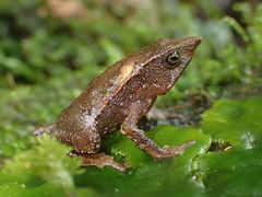 Rhinella festae