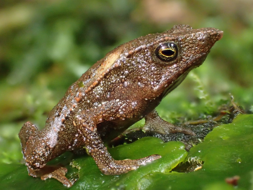 Valle Santiago Beaked Toad