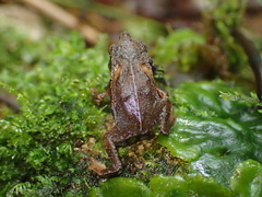 Rhinella festae