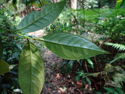 Camellia furfuracea, photograph 5