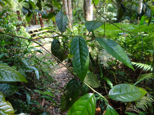 Camellia furfuracea, photograph 4