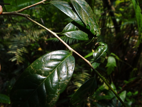 Camellia furfuracea, photograph 6