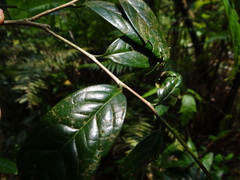 Camellia furfuracea, photograph (c) 呂一起(Lyu yi-chi), some rights reserved (CC BY)