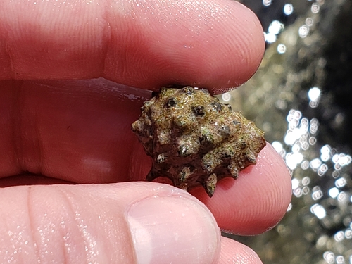 Drupa ricinus observed 2019-03-07