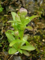 Gentianella auriculata