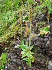 Micranthes hieraciifolia