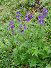 Delphinium brachycentrum