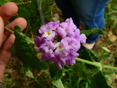 Lantana rugulosa, photograph (c) Esteban Poveda, some rights reserved (CC BY)