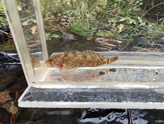 Pit Sculpin photo 2