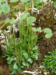 Cardamine bellidifolia