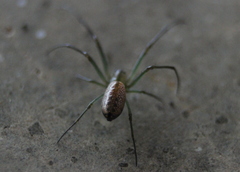 Mesida culta