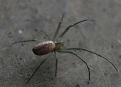 Mesida culta
