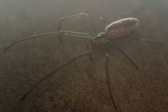 Mesida culta