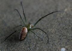 Mesida culta