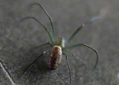 Mesida culta