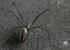 Mesida culta