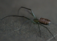 Mesida culta
