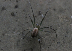 Mesida culta