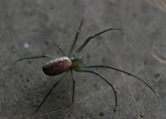 Mesida culta