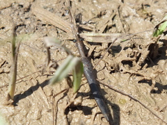 Ranatra jamaicana
