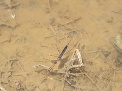 Ranatra jamaicana