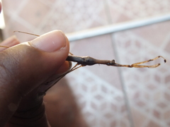 Ranatra jamaicana