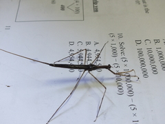 Ranatra jamaicana