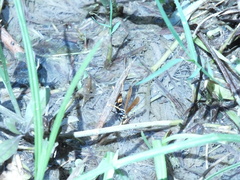 Polistes crinitus