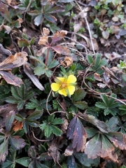 Potentilla verna