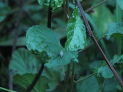 Fulgoromorpha