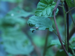 Fulgoromorpha