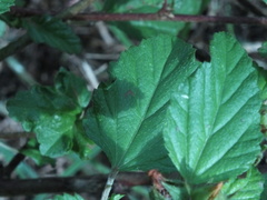 Malvastrum coromandelianum