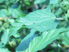 Malvastrum coromandelianum