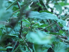 Malvastrum coromandelianum