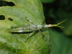 Omura congrua