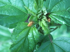 Malvastrum coromandelianum