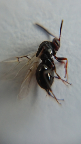 Callirhytis erythrocephala