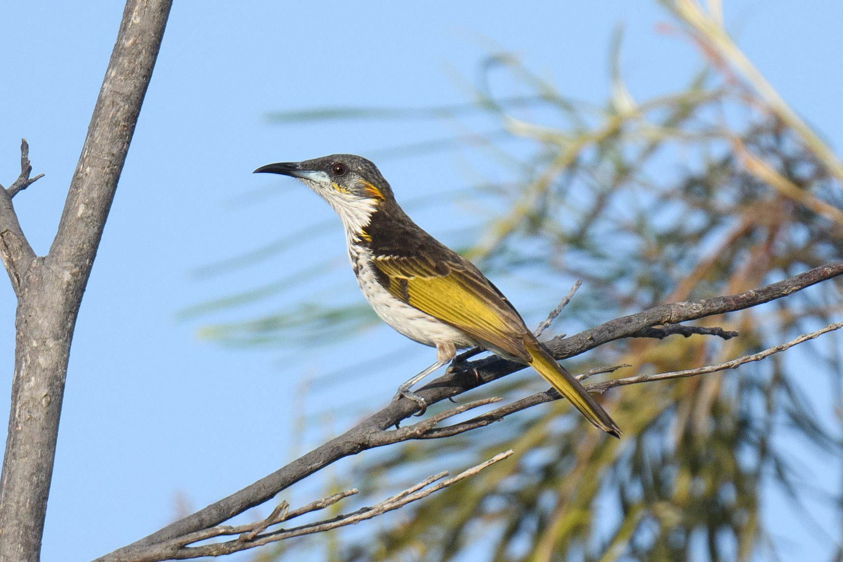 White-streaked Honeyeater (Trichodere cockerelli), photo 2