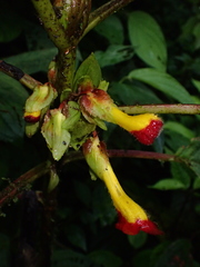 Glossoloma tetragonoides