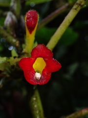 Glossoloma tetragonoides