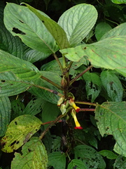 Glossoloma tetragonoides