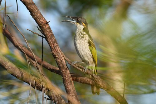 White-streaked Honeyeater (Trichodere cockerelli), photo 3