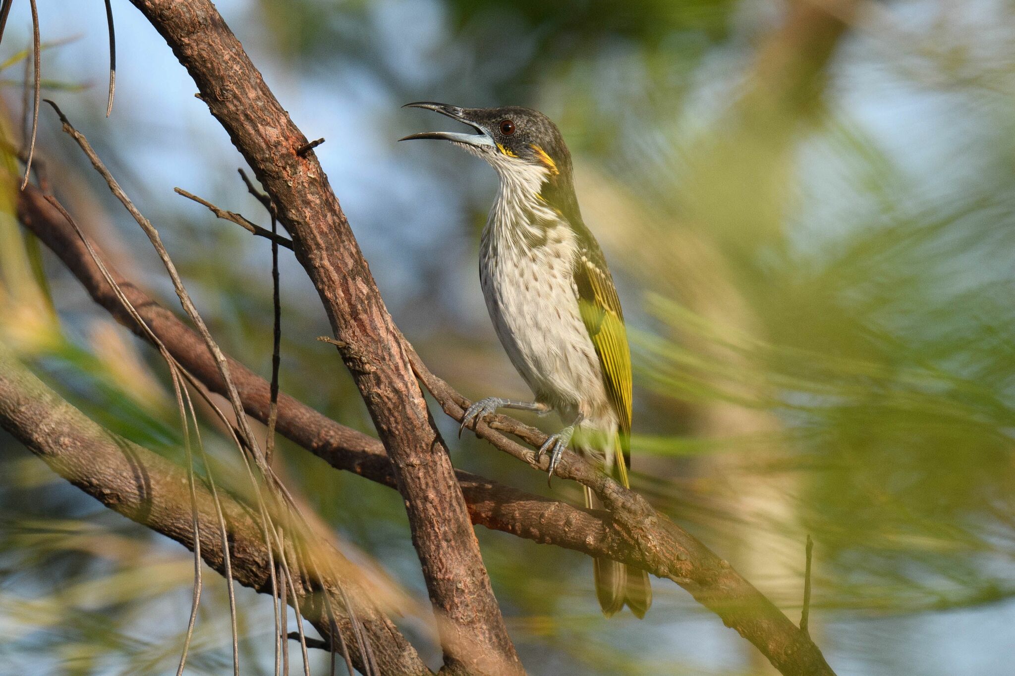 White-streaked Honeyeater (Trichodere cockerelli), photo 3