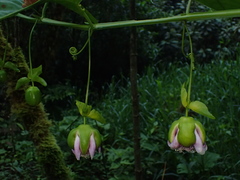 Passiflora