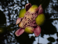 Passiflora